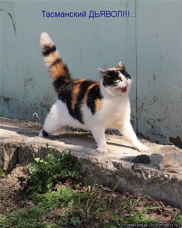 Котоматрица: Тасманский ДЬЯВОЛ!!!...