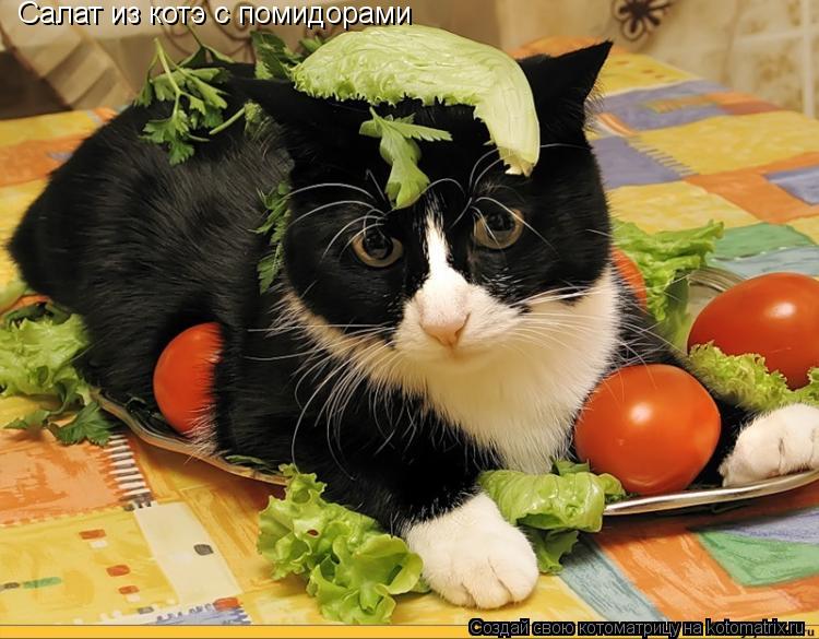 Салат из котэ с помидорами... Котоматрица: Салат из котэ с помидорами