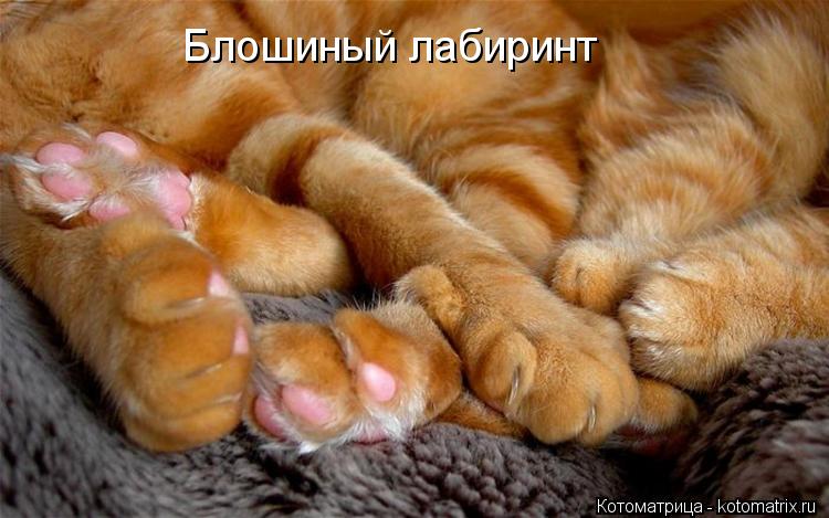 Блошиный лабиринт... Котоматрица: Блошиный лабиринт