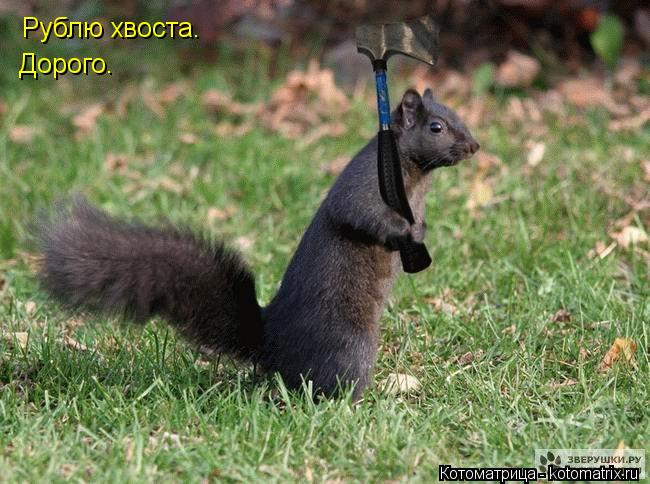 Рублю хвоста. Дорого.... Котоматрица: Рублю хвоста. Дорого.