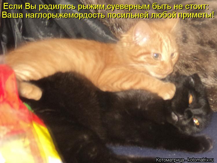 Котоматрица: Если Вы родились рыжим,суеверным быть не стоит: Ваша наглорыжемордость посильней любой приметы!
