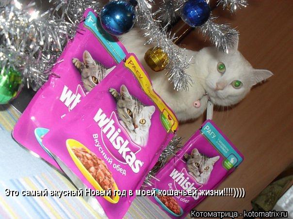 Котоматрица: Это самый вкусный Новый год в моей кошачьей жизни!!!!))))