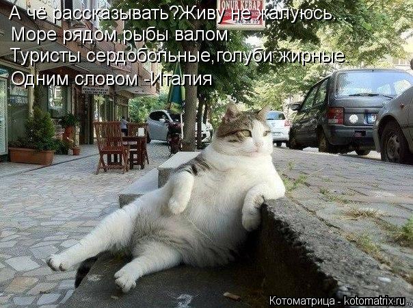 А чё рассказывать?Живу не жалуюсь... Море рядом,рыбы валом. Туристы сердобольные,голуби жирные. Одним... Котоматрица: А чё рассказывать?Живу не жалуюсь... Море рядом,рыбы валом. Туристы сердобольные,голуби жирные. Одним словом -Италия