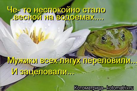 Котоматрица: Че- то неспокойно стало  .весной на водоемах.... Мужики всех лягух переловили.... И зацеловали...