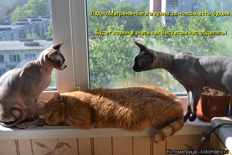 Котоматрица: Ладно,Матрёна--беги в кухню за ножом,есть будем. Будет хозяйка знать,как Вискасом нас обделять!