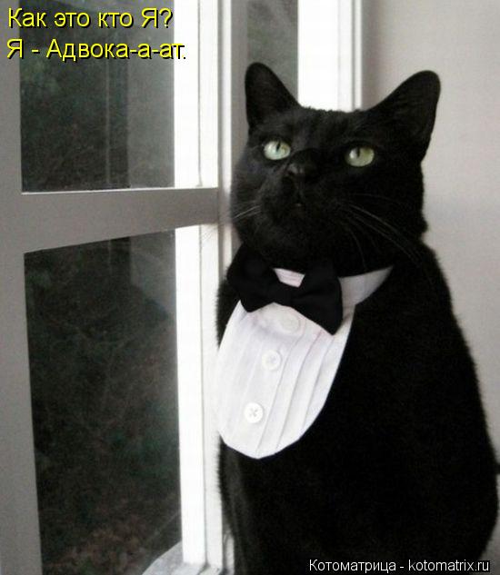 Как это кто Я? Я - Адвока-а-ат.... Котоматрица: Как это кто Я? Я - Адвока-а-ат.