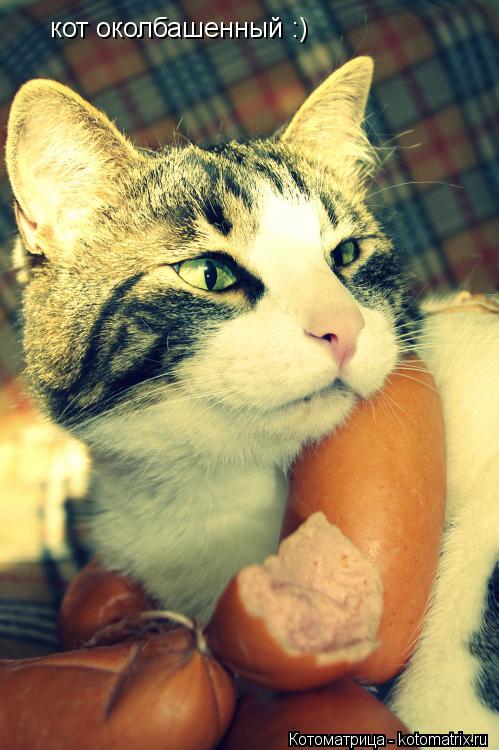 Котоматрица: кот околбашенный :)