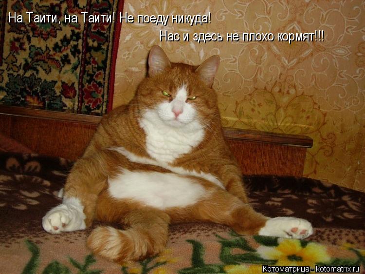 На Таити, на Таити! Не поеду никуда! Нас и здесь не плохо кормят!!! На Таити, на Таити! Не поеду нику... Котоматрица: На Таити, на Таити! Не поеду никуда! Нас и здесь не плохо кормят!!! На Таити, на Таити! Не поеду никуда! Нас и здесь не плохо кормят!!!