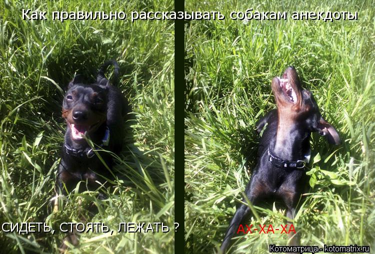 Котоматрица: Как правильно рассказывать собакам анекдоты АХ-ХА-ХА СИДЕТЬ, СТОЯТЬ, ЛЕЖАТЬ ?
