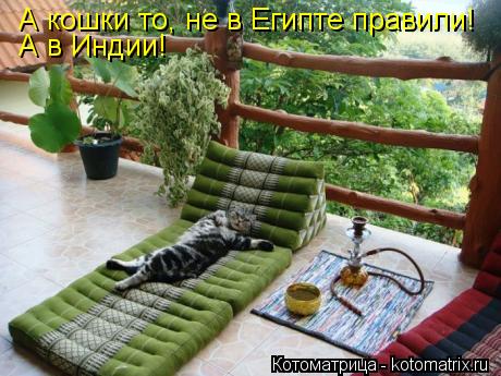 Котоматрица: А кошки то, не в Египте правили! А в Индии!