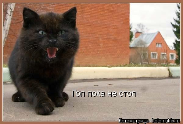 Гоп пока не стоп... Котоматрица: Гоп пока не стоп