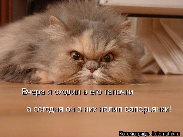 Котоматрица: Вчера я сходил в его тапочки, а сегодня он в них налил валерьянки!