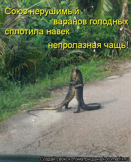 Котоматрица: Союз нерушимый  варанов голодных сплотила навек непролазная чащь!