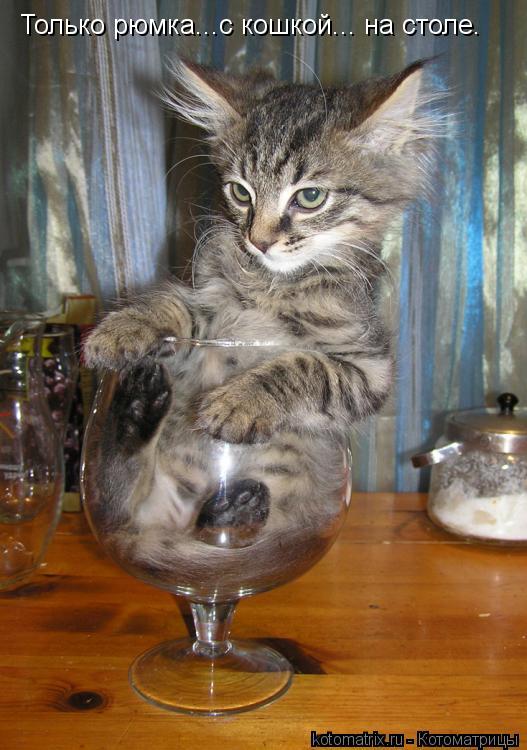 Котоматрица: Только рюмка...с кошкой... на столе.