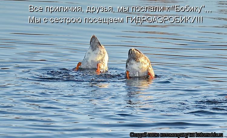Котоматрица: Все приличия, друзья, мы послали к "Бобику",,, Мы с сестрою посещаем ГИДРОАЭРОБИКУ!!!