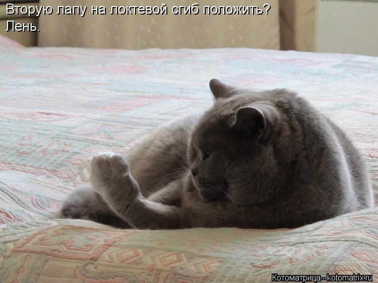 Вторую лапу на локтевой сгиб положить? Лень.... Котоматрица: Вторую лапу на локтевой сгиб положить? Лень.