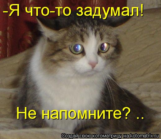 Котоматрица: -Я что-то задумал! Не напомните? ..