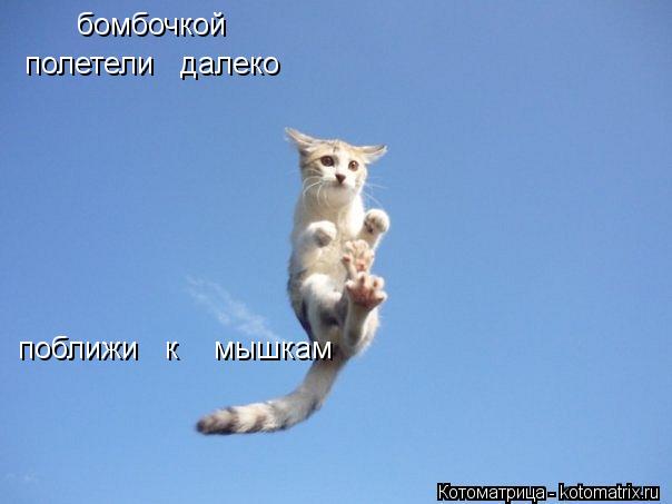 Котоматрица: полетели   далеко бомбочкой поближи   к    мышкам