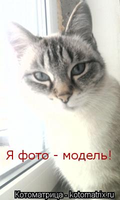 Я фото - модель!... Котоматрица: Я фото - модель!