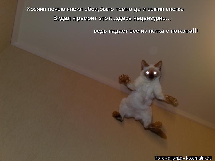 Котоматрица: Хозяин ночью клеил обои,было темно,да и выпил слегка Видал я ремонт этот...здесь нецензурно... ведь падает все из лотка с потолка!!!