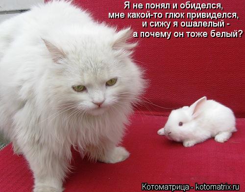 Котоматрица: Я не понял и обиделся, мне какой-то глюк привиделся, и сижу я ошалелый - а почему он тоже белый?
