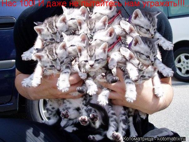 Котоматрица: Нас 100! И даже не пытайтесь нам угражать!!!...