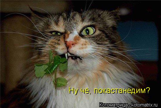 Котоматрица: Ну чё, покастанедим?