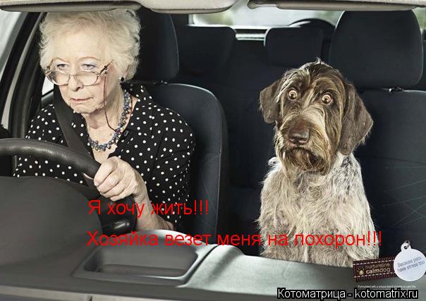 Котоматрица: Я хочу жить!!! Хозяйка везет меня на похорон!!!