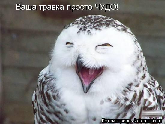 Котоматрица: Ваша травка просто ЧУДО!