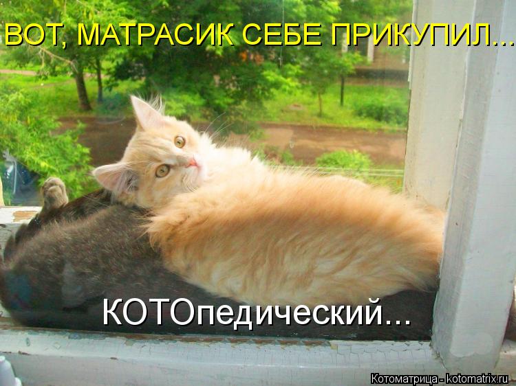 ВОТ, МАТРАСИК СЕБЕ ПРИКУПИЛ... КОТОпедический...... Котоматрица: ВОТ, МАТРАСИК СЕБЕ ПРИКУПИЛ... КОТОпедический...