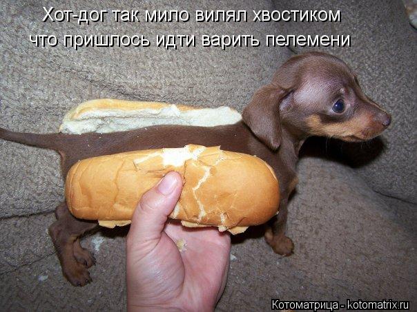 Котоматрица: Хот-дог так мило вилял хвостиком что пришлось идти варить пелемени