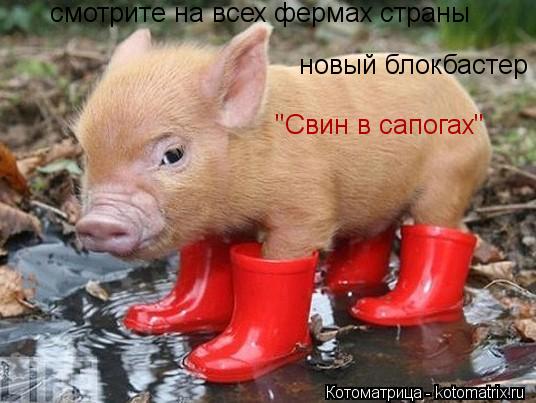 Котоматрица: смотрите на всех фермах страны новый блокбастер "Свин в сапогах"