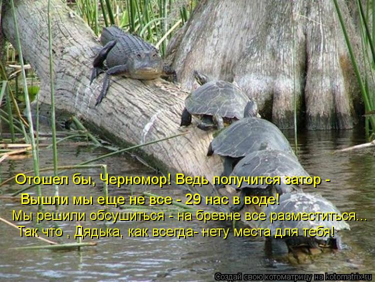 Котоматрица: Отошел бы, Черномор! Ведь получится затор - Вышли мы еще не все - 29 нас в воде! Мы решили обсушиться - на бревне все разместиться... Так что , Дяд