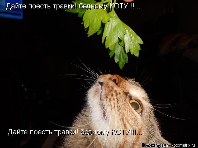 Котоматрица: Дайте поесть травки! бедному КОТУ!!!... Дайте поесть травки! бедному КОТУ!!!...
