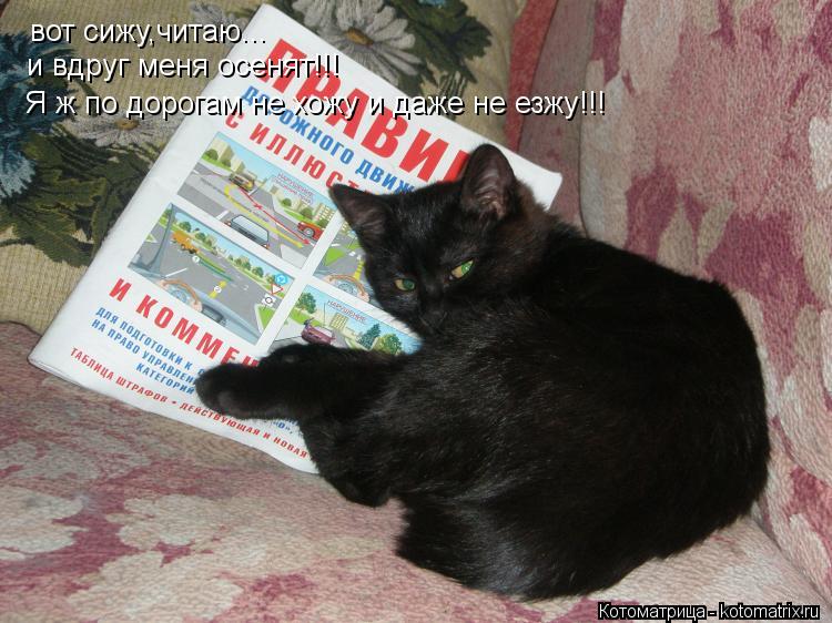 Котоматрица: вот сижу,читаю... и вдруг меня осенят!!!  Я ж по дорогам не хожу и даже не езжу!!!