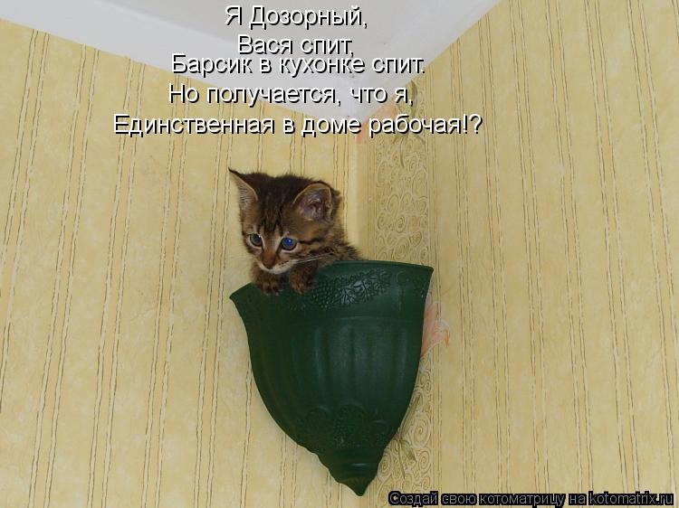 Котоматрица: Я Дозорный, Вася спит, Барсик в кухонке спит. Но получается, что я, Единственная в доме рабочая!?