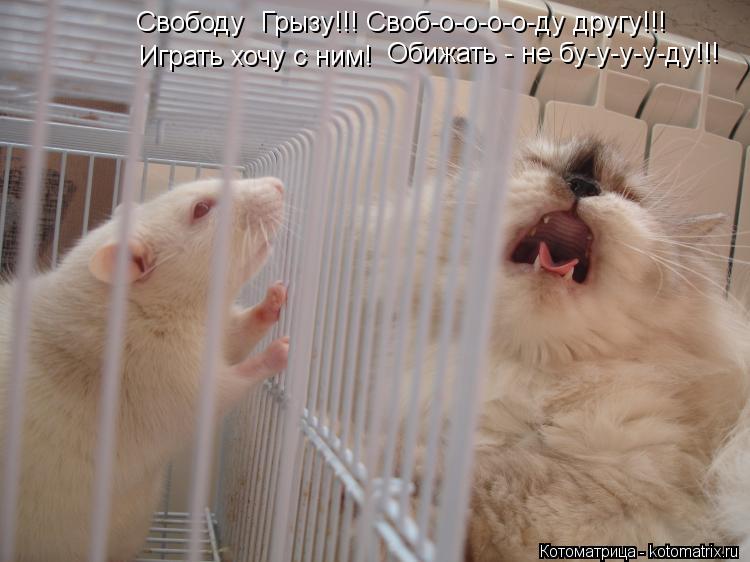 Свободу Грызу!!! Своб-о-о-о-о-ду другу!!! Играть хочу с ним! Обижать - не бу-у-у-у-ду!!!... Котоматрица: Свободу Грызу!!! Своб-о-о-о-о-ду другу!!! Играть хочу с ним! Обижать - не бу-у-у-у-ду!!!