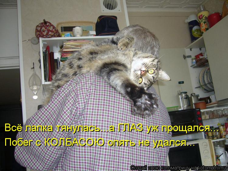 Всё лапка тянулась...а ГЛАЗ уж прощался... Побег с КОЛБАСОЮ опять не удался...... Котоматрица: Всё лапка тянулась...а ГЛАЗ уж прощался... Побег с КОЛБАСОЮ опять не удался...