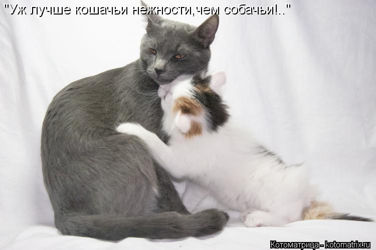 Котоматрица: "Уж лучше кошачьи нежности,чем собачьи!.."