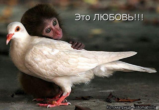 Это ЛЮБОВЬ!!!... Котоматрица: Это ЛЮБОВЬ!!!
