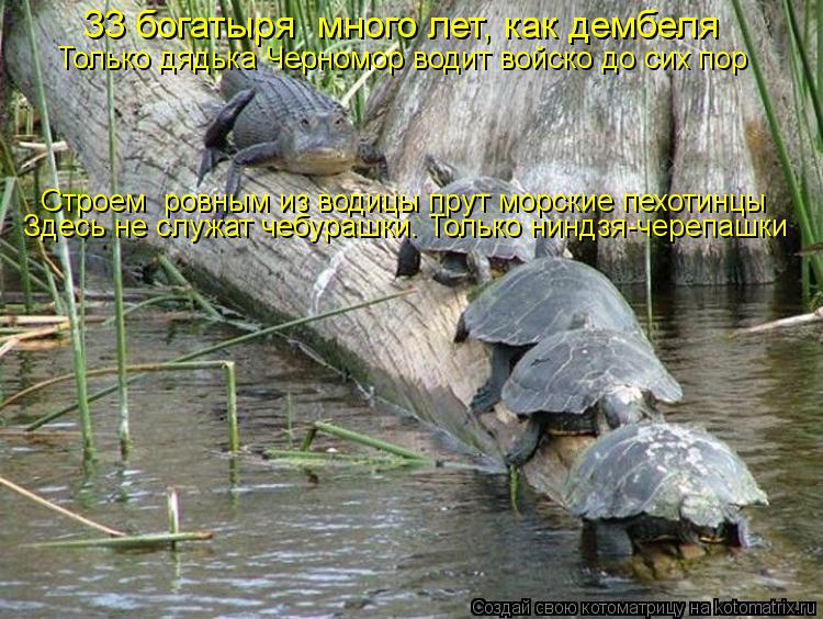 Котоматрица: Здесь не служат чебурашки. Только ниндзя-черепашки  Строем  ровным из водицы прут морские пехотинцы 33 богатыря  много лет, как дембеля  Толь
