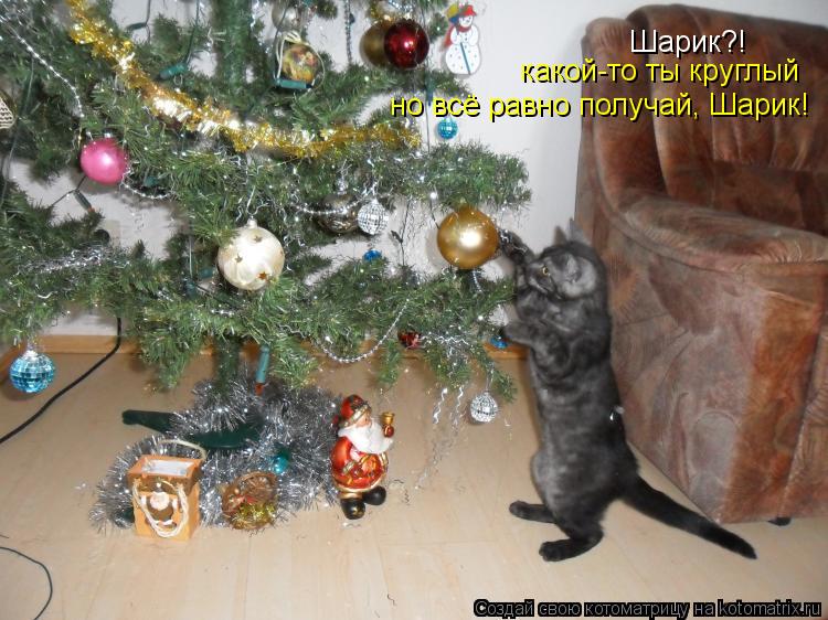 Котоматрица: Шарик?! какой-то ты круглый но всё равно получай, Шарик!