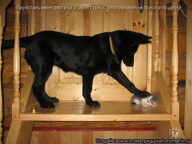 Перестань меня дёргать! У меня стресс! Блох на меня не треси,а то цапну!... Котоматрица: Перестань меня дёргать! У меня стресс! Блох на меня не треси,а то цапну!