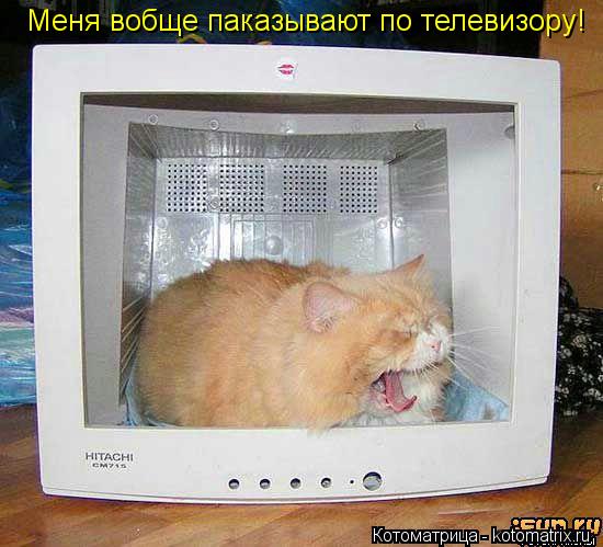 Котоматрица: Меня вобще паказывают по телевизору!