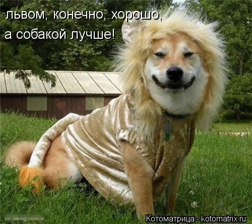 Котоматрица: львом, конечно, хорошо, а собакой лучше!