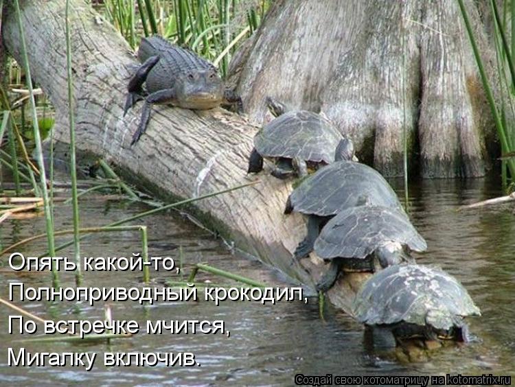 Опять какой-то, Полноприводный крокодил, По встречке мчится, Мигалку включив.... Котоматрица: Опять какой-то, Полноприводный крокодил, По встречке мчится, Мигалку включив.
