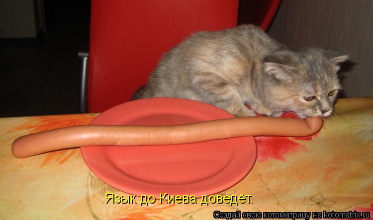 Язык до Киева доведёт.... Котоматрица: Язык до Киева доведёт.