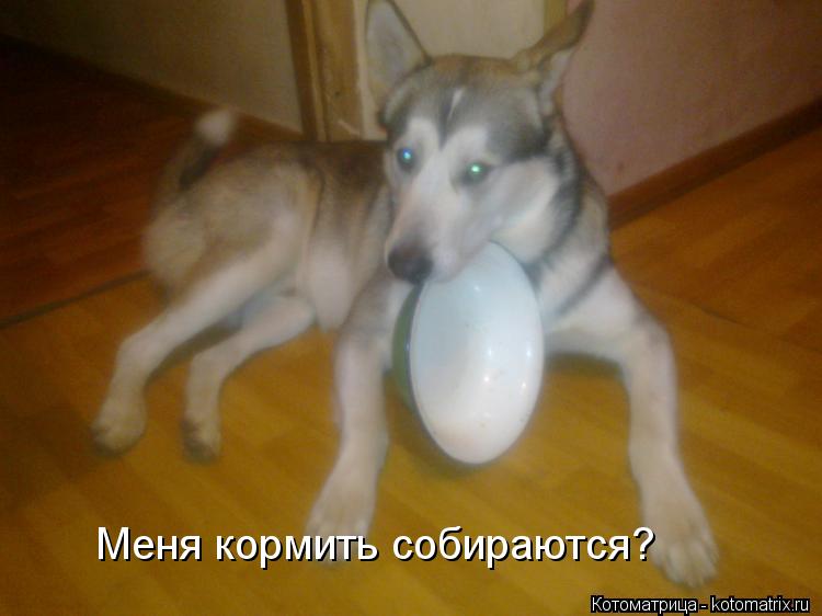 Котоматрица: Меня кормить собираются?