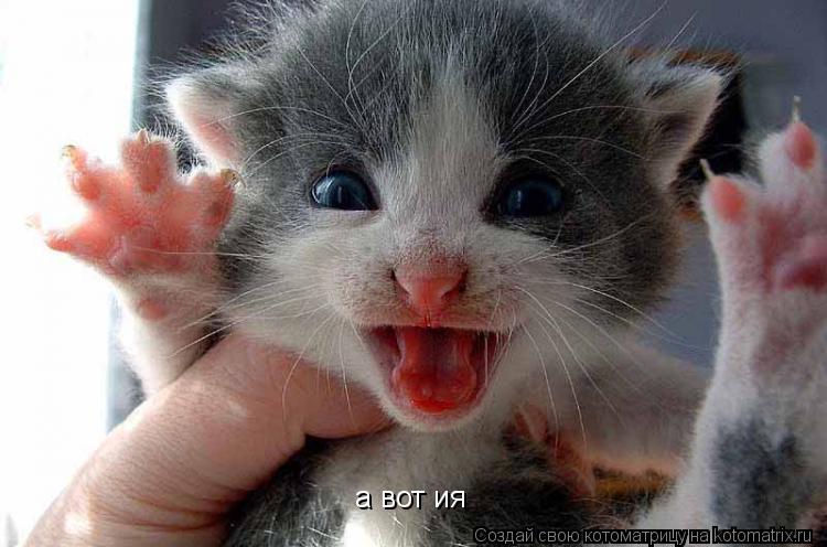 Котоматрица: а вот ия