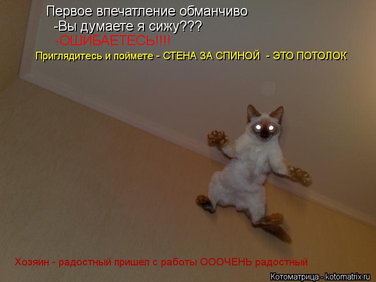 Котоматрица: Первое впечатление обманчиво -Вы думаете я сижу??? -ОШИБАЕТЕСЬ!!!! Приглядитесь и поймете - СТЕНА ЗА СПИНОЙ  - ЭТО ПОТОЛОК Хозяин - радостный пр